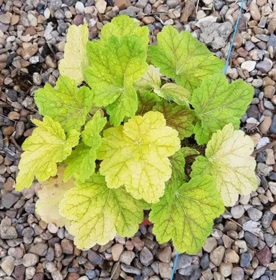 Heuchères 'Electra' — Pot 3L