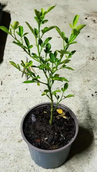 Citrange 'Carrizo' (Citrus sinensis) — jeune plant feuillu en pot plastique · Pot 1.5L