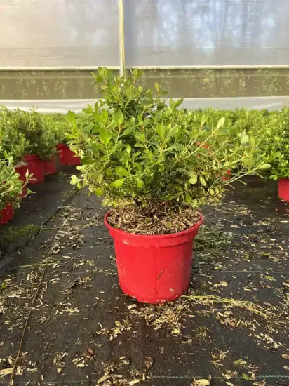 Escallonia 'Red dream' — jeune arbuste dense en pot rouge de pépinière · Pot 4L