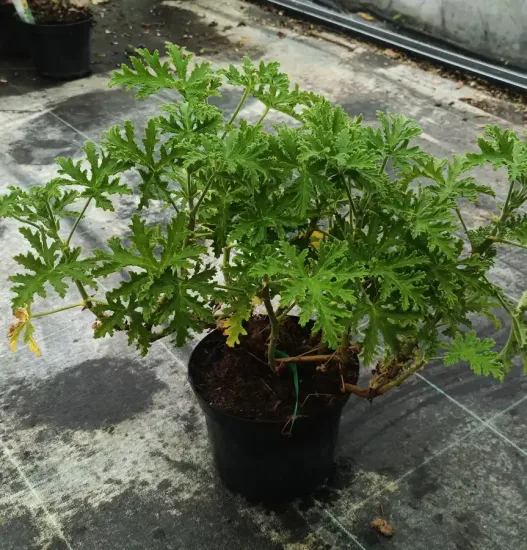 Géranium au parfum de noix de coco 'Lycée horticole de blois' (Pelargonium) — plante buissonnante au feuillage très découpé en pot · Pot 3L