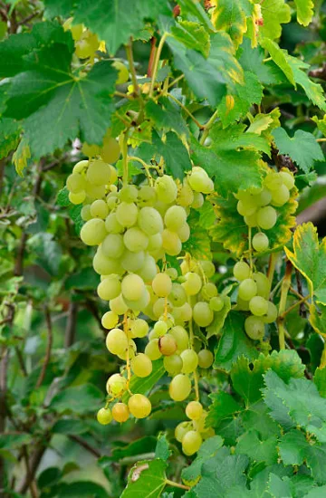 Vigne 'Perdin'