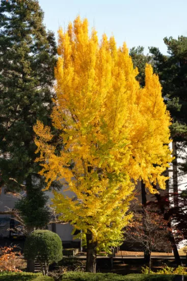 Arbre aux quarante écus 'Fastigiata blagon'
