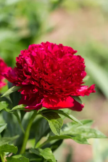 Pivoine 'Curiosity rouge' (Paeonia lactiflora)