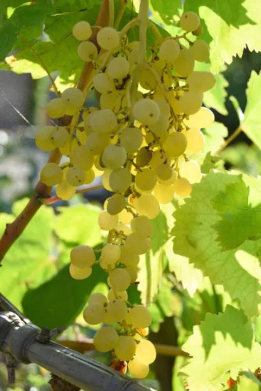 Vigne 'Amandin'