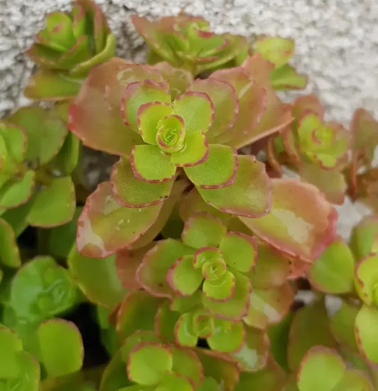 Orpin/sedum bâtard