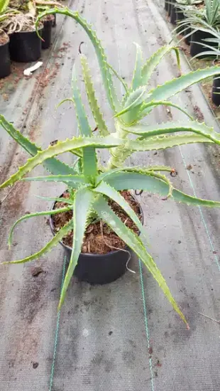Aloès (Aloe arborescens) — succulente aux longues feuilles dentées en pot plastique · Pot 2.5L