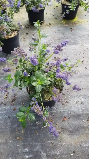 Céanothe gris 'Yankee Point' (Ceanothus griseus) — jeune arbuste fleuri en pot de pépinière · Pot 3L