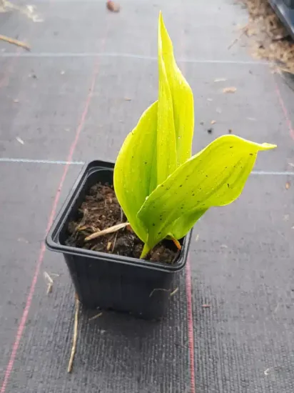 Muguet de mai ' '
