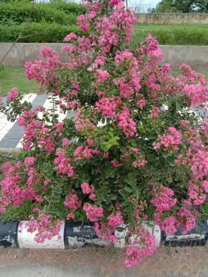 Lilas des indes 'Petite pink'