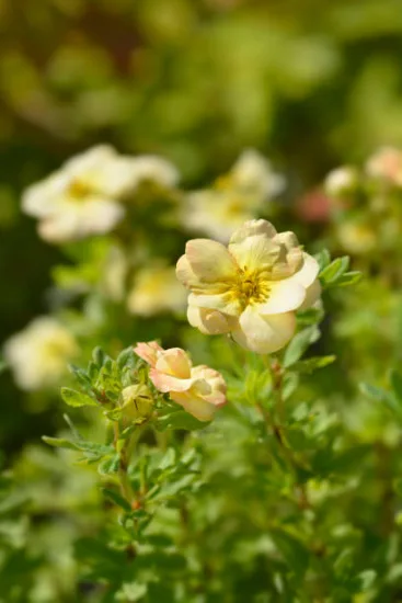 Potentille 'Double punch cream'