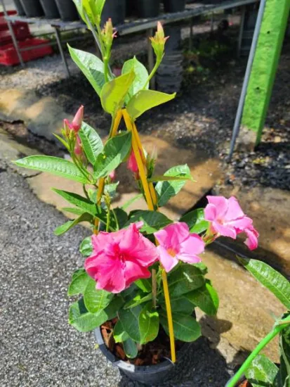 Alice du Pont (Dipladenia × amabilis)