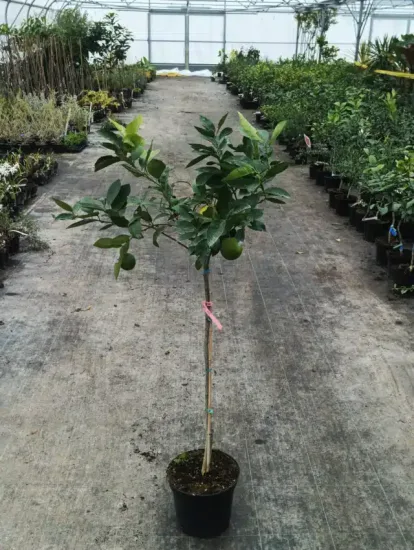 Oranger 'Valencia delta'