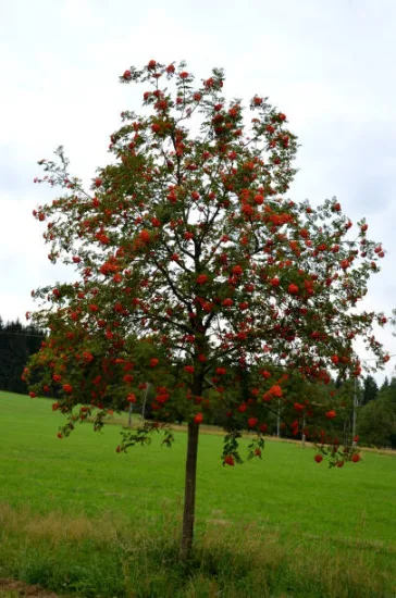 Sorbier des oiseleurs 'Red bird'