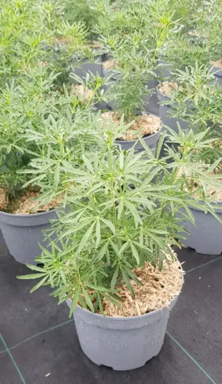 Oranger du mexique 'White dazzler' (Choisya ternata) — jeunes plants feuillus en pots de pépinière · Pot 3L
