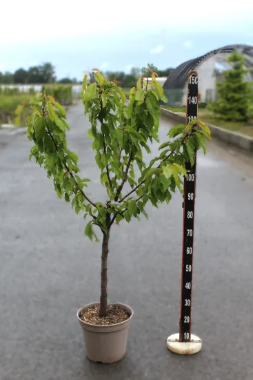 Cerisier 'Moreau' — Pot 12L Gobelet