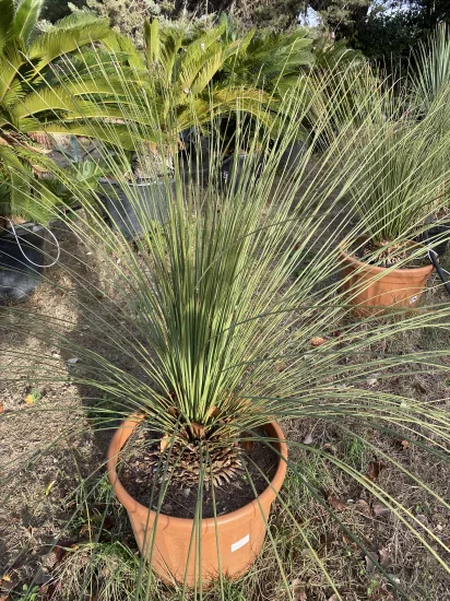 Sotol Allongé — Pot 30L