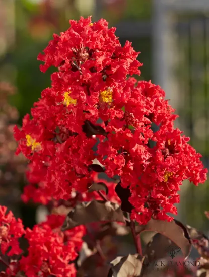 Lilas des indes 'Best red'