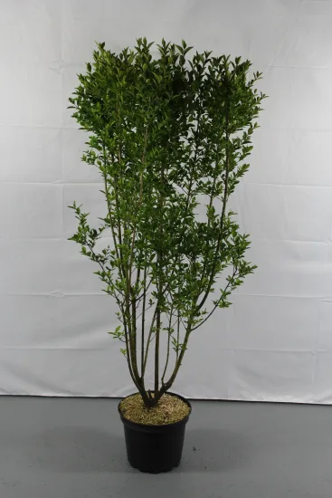 Troène de californie — Pot 30L