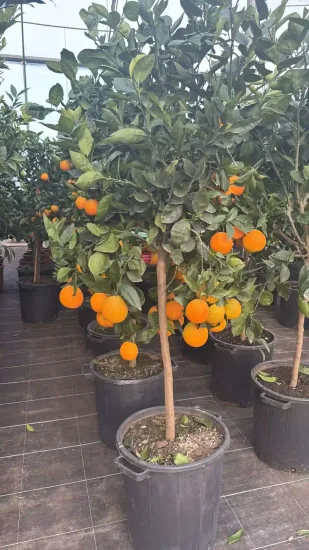 Oranger sanguin 'Tarocco' — Pot 35L Tige