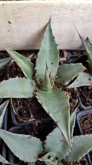 Agave des montagnes 'Hybride' (Agave montana) — jeune succulente épineuse en pot de pépinière · Godet