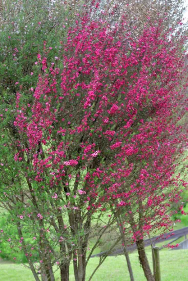 Arbre à thé 'Winter cheer'