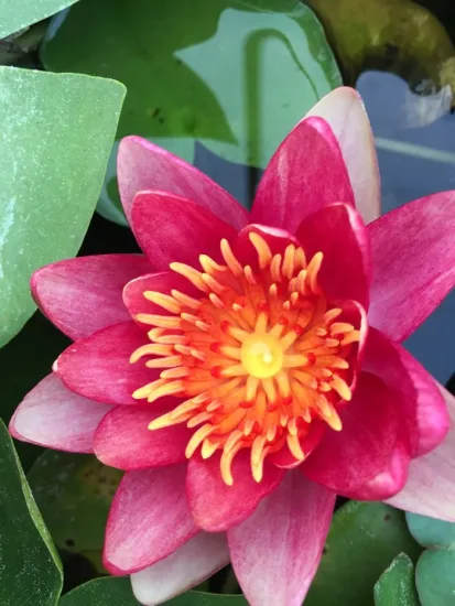 Nénuphar 'Attraction'