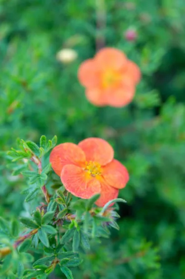 Potentille 'Double punch tango'