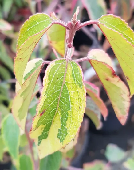 Baie de maqui 'Variegata'