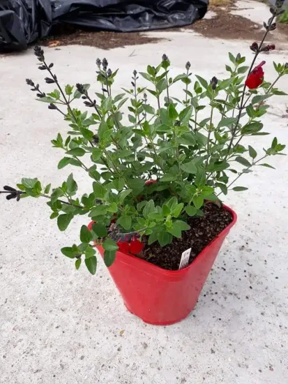 Sauge 'Royal bumble' (Salvia microphylla) — jeune plant buissonnant à fleurs rouges en pot · Pot 3L