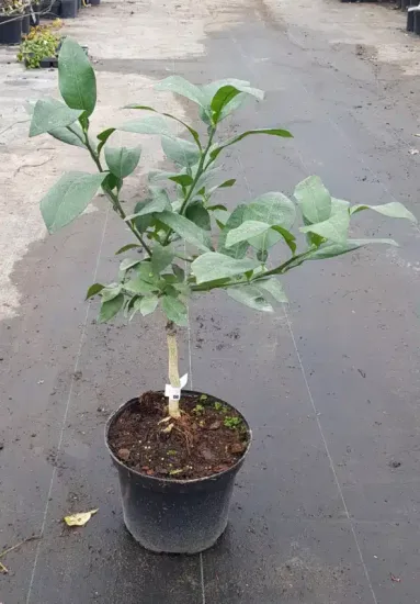 Pomelos 'Enzo'