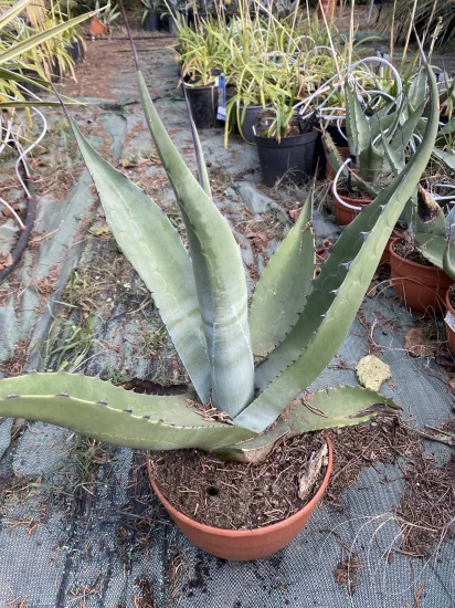 Agave scabra — Pot 2.5L