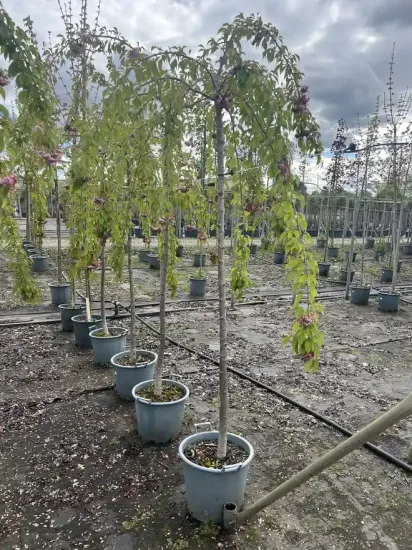 Cerisier du japon 'Kiku shidare zakura' — Pot 30L Tige 12/14