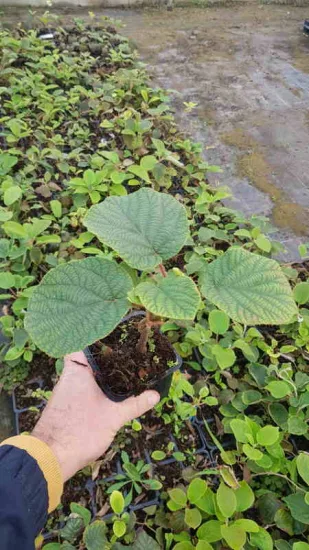 Kiwi 'Solo' (Actinidia deliciosa) — jeune plant à larges feuilles vertes en godet