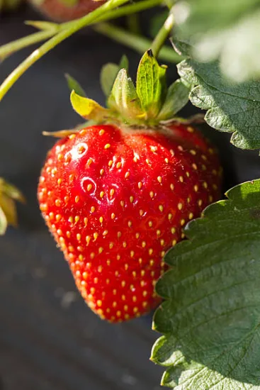 Fraisier 'Gorella'