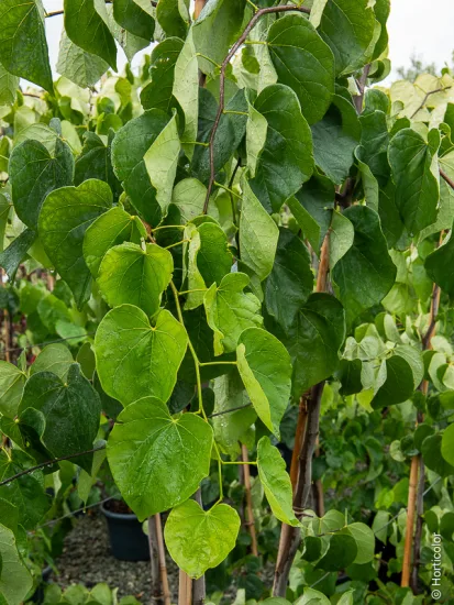 Gainier du canada 'Vanilla twist'