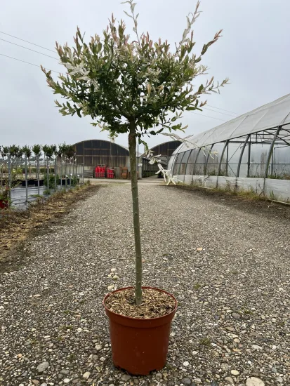 Saule crevette 'Hakuro nishiki' — Pot de 10 L — Tige de…