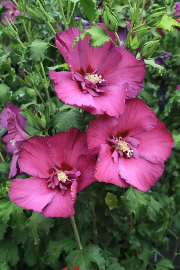 Althéa 'Hibisa sangria'