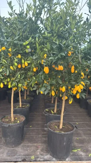 Limequat — Pot 35L Tige