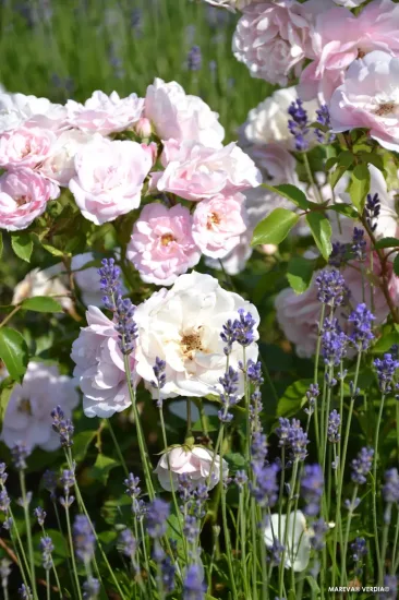 Rosier 'Mareva rose tendre '