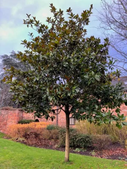 Magnolia 'Little gem pyramide'