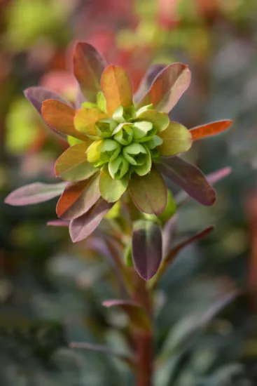 Euphorbe 'Ascot rainbow'