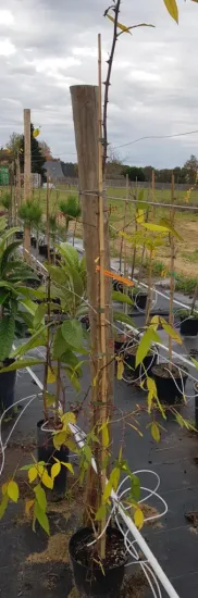 Poivrier de timut (Zanthoxylum alatum) — jeune arbuste tuteuré en pot de pépinière · Pot 6L Baliveau