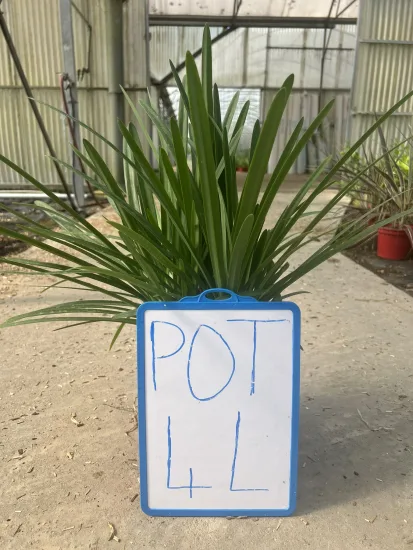 Agapanthe 'Lapis Lazuli' — Pot 4L