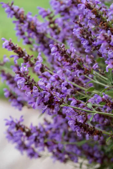 SALVIA microphylle "morada"