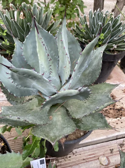 Agave 'Matapensis' (Agave shrevei) — Pot 5L