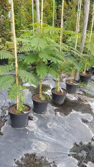 Arbre à soie Ombrella boubri (Albizia) — jeunes arbustes tuteurés alignés dans des pots noirs · Pot 8L Baliveau
