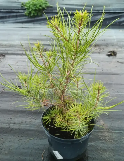Pin maritime (Pinus pinaster) — jeune conifère à aiguilles fines en pot noir · Pot 2.5L