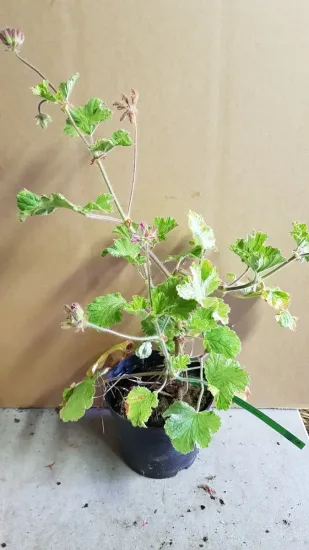 Géranium au parfum de citron 'Atomic snowflake' — Pot 3L