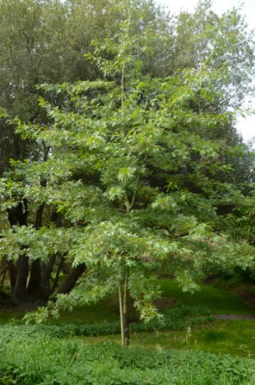 Chêne à feuilles de saule