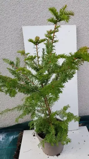 If commun (Taxus baccata) — jeune conifère en pot devant panneau blanc · Pot 6L Touffe